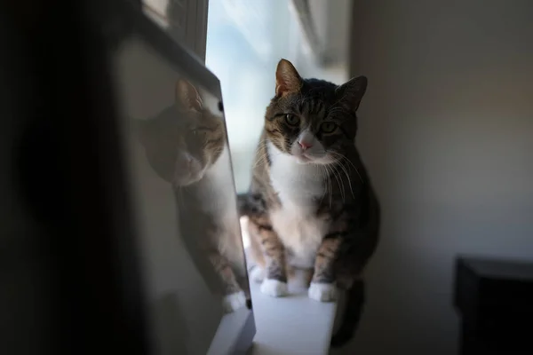 Кіт Кімнаті — стокове фото