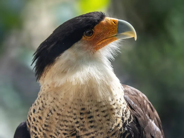 Beautiful Shot Bird Natural Habitat — Stock Photo, Image