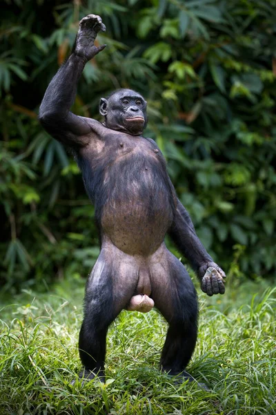 Gorille Dans Habitat Naturel — Photo