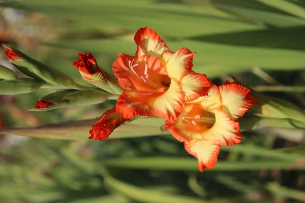 Tiro Botânico Flores Bonitas — Fotografia de Stock