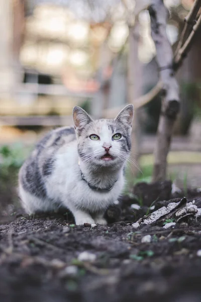 Кіт Вулиці — стокове фото