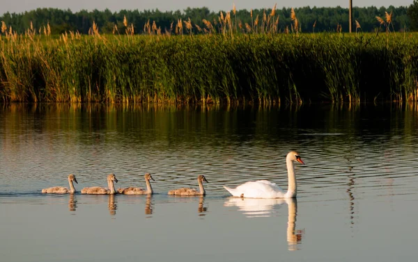 Belos Cisnes Brancos Lago — Fotografia de Stock