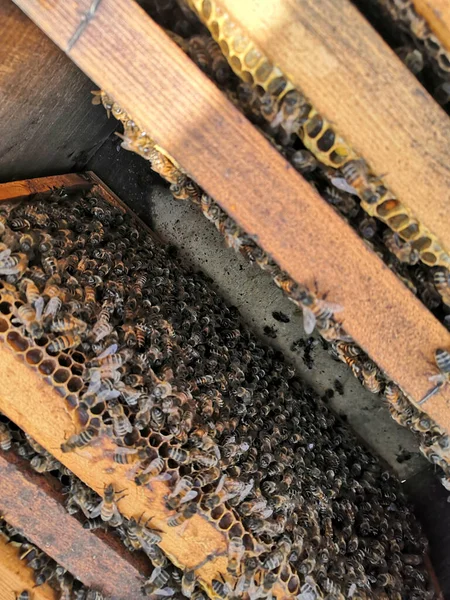 Бджоли Стільниці Пасіці — стокове фото