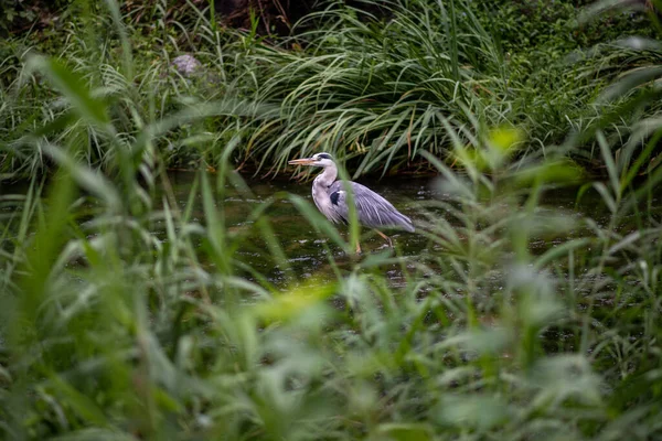 Piękne Ujęcie Ptaków Środowisku Naturalnym — Zdjęcie stockowe