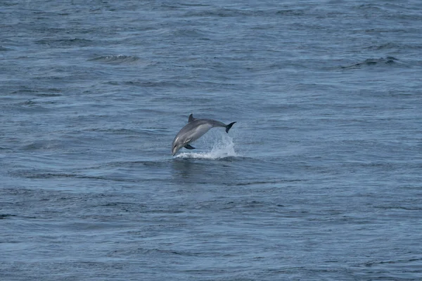 Närbild Delfin Vattnet — Stockfoto