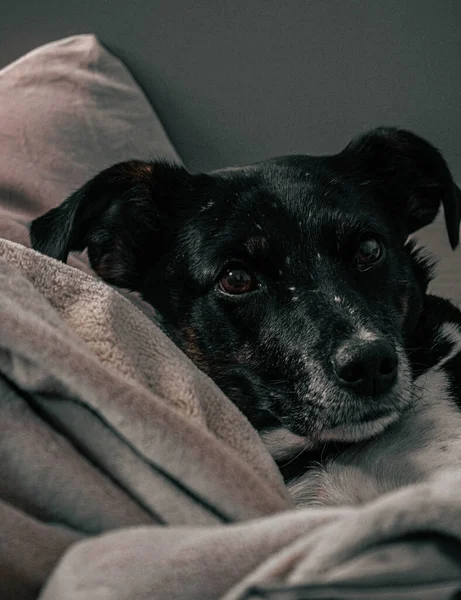 Preto Branco Cão Deitado Cama — Fotografia de Stock