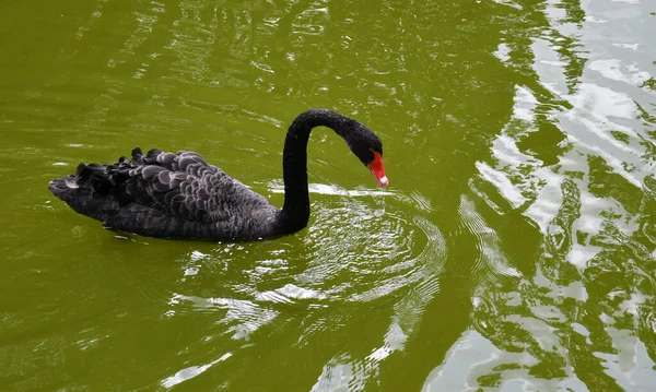 Schöner Schwan Auf Dem See — Stockfoto