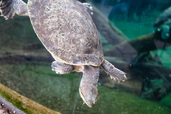 水中のカメは — ストック写真