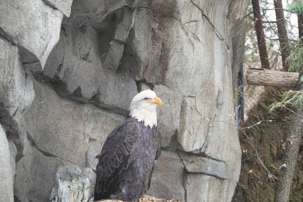 Αετός Γύπας Στο Ζωολογικό Κήπο — Φωτογραφία Αρχείου