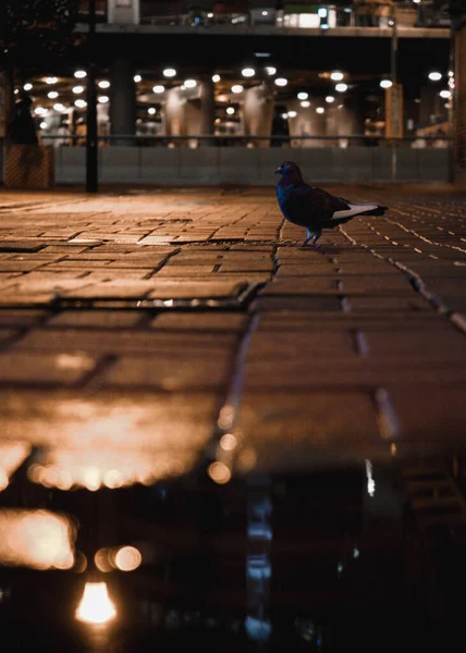 Pássaro Está Sentado Chão — Fotografia de Stock