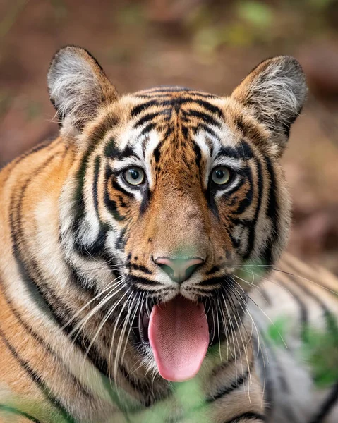 Portrait Beautiful Tiger — Stock Photo, Image