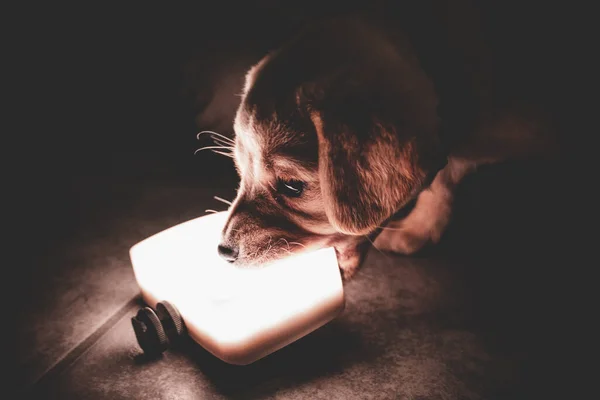 Bonito Cão Com Gato Fundo Preto — Fotografia de Stock