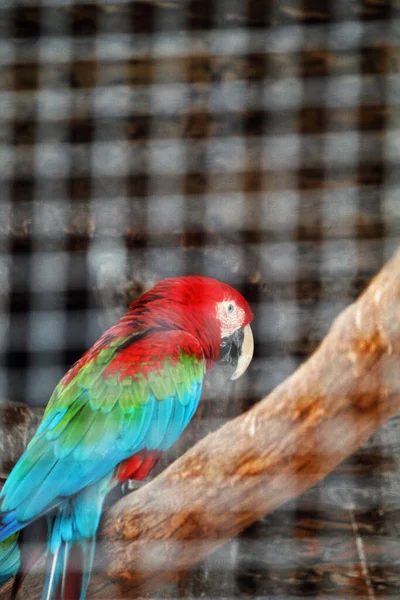 Närbild Bild Vacker Macaw — Stockfoto