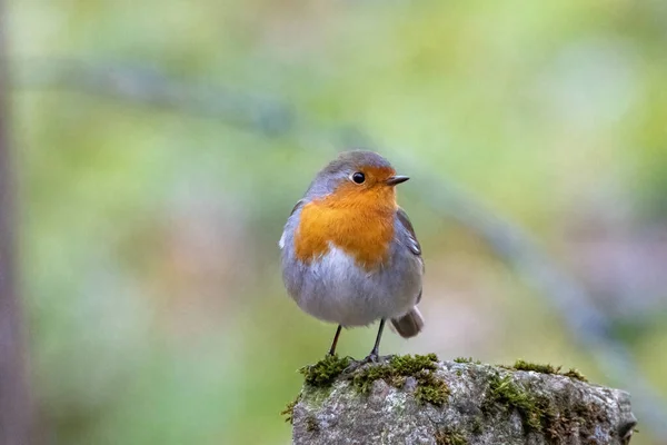 Hermoso Tiro Pájaro Hábitat Natural — Foto de Stock