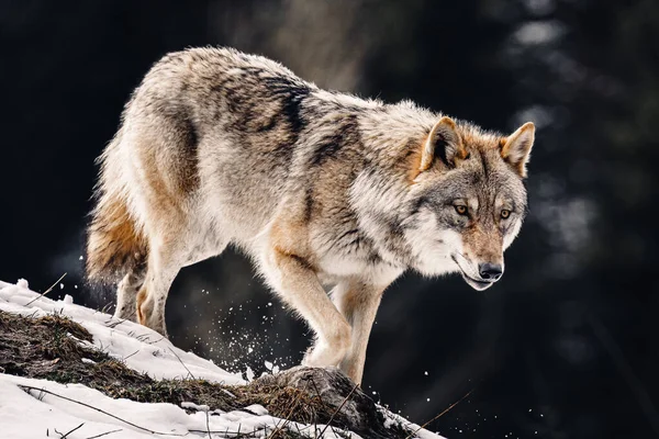 Волк Дикой Природе — стоковое фото