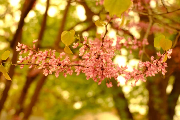 Belles Fleurs Printanières Dans Jardin — Photo