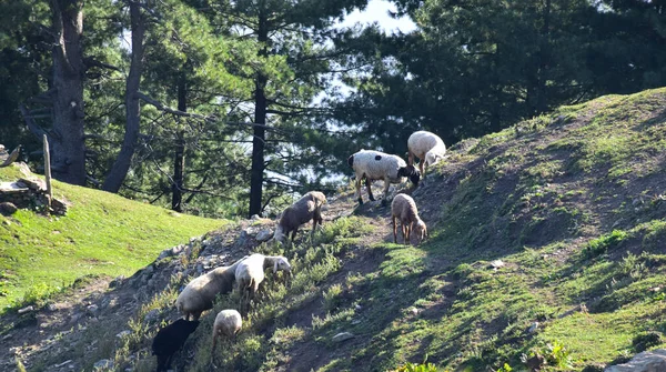 Πρόβατα Βόσκηση Στα Βουνά — Φωτογραφία Αρχείου