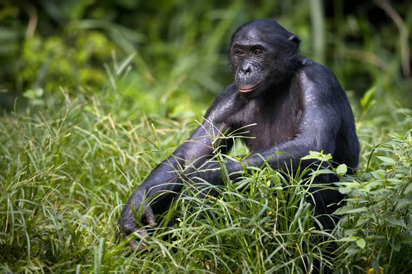 Gorilla Természetes Élőhelyen — Stock Fotó