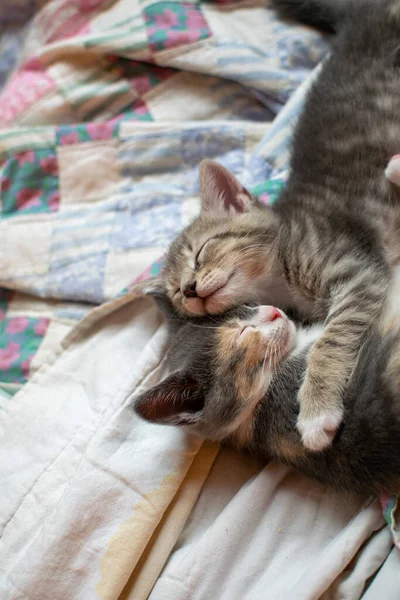 Carino Gatto Sdraiato Sul Letto — Foto Stock