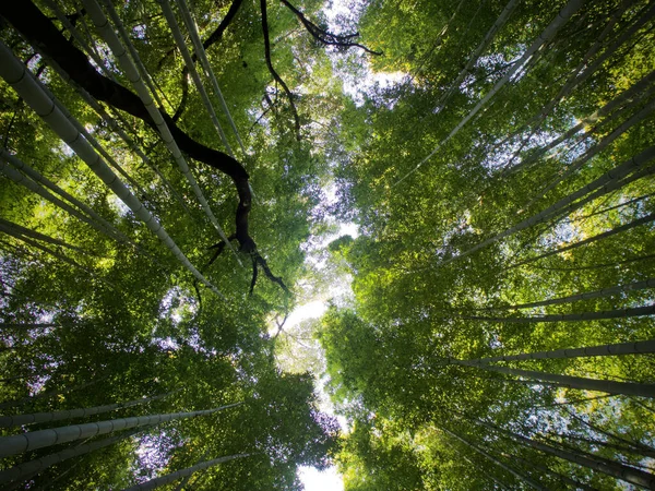 Árvores Verdes Floresta — Fotografia de Stock