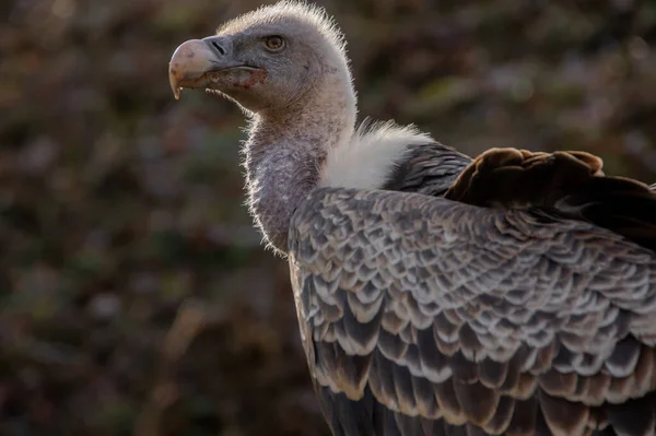 Porträt Eines Schönen Weißen Adlers Auf Naturhintergrund — Stockfoto