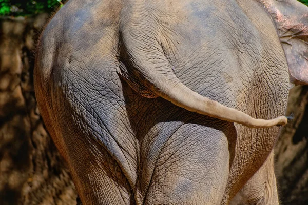 Zbliżenie Zdjęcie Młodego Słonia Zoo — Zdjęcie stockowe