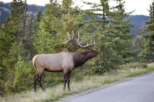 Elk Forest — Stock Photo, Image