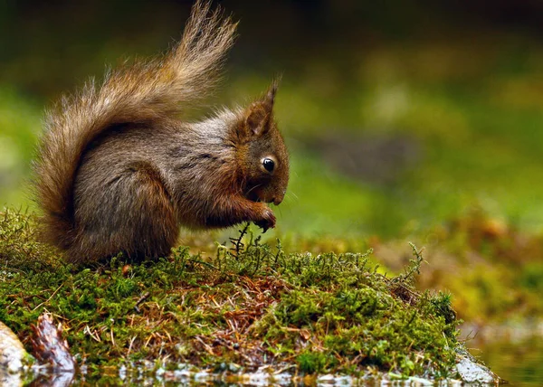 Röd Ekorre Skogen — Stockfoto