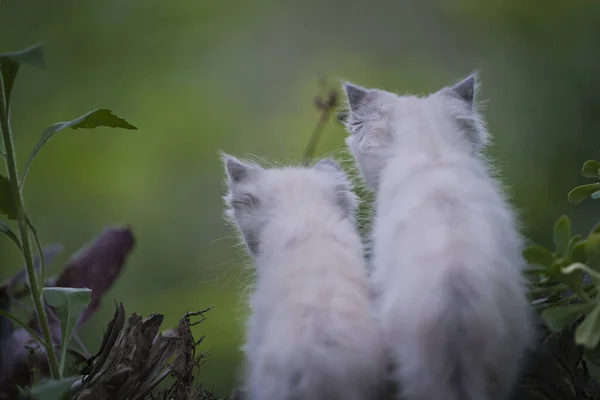 Schattige Katten Tuin — Stockfoto