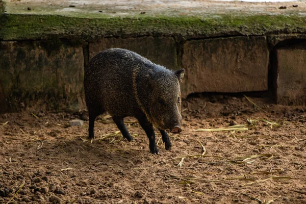 Porc Dans Forêt — Photo