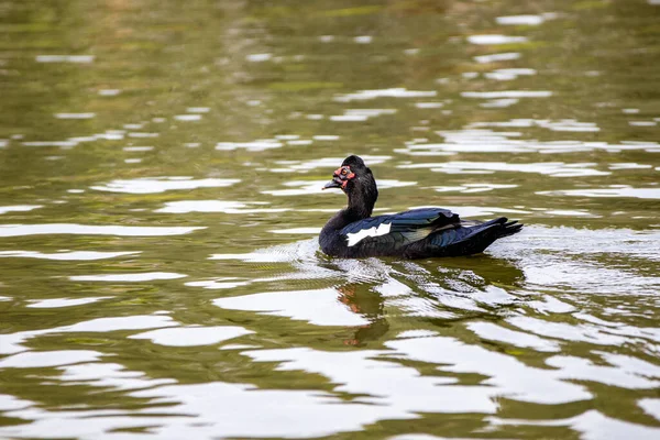 Tiro Perto Pato Preto Branco Nadando Água — Fotografia de Stock