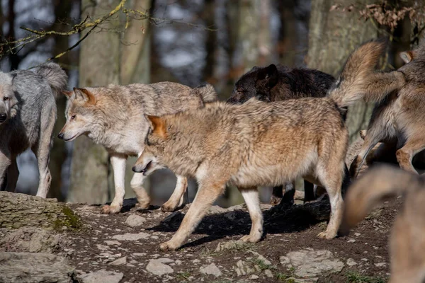 Een Groep Jonge Dieren Het Bos — Stockfoto