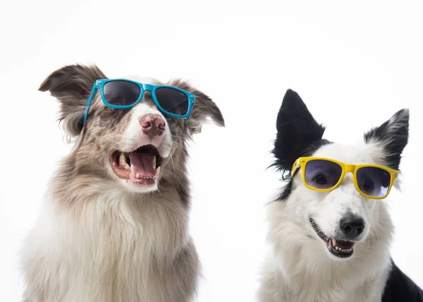 Cães Óculos Sol Fundo Branco — Fotografia de Stock