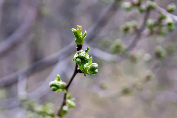 Vårblommor Trädgården — Stockfoto