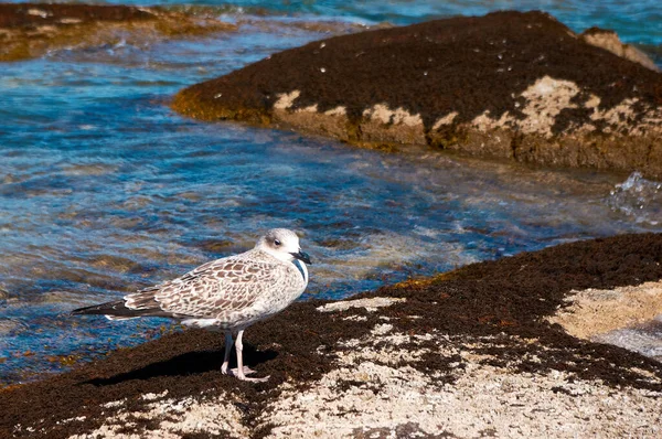 Gabbiano Sulla Spiaggia — Foto Stock