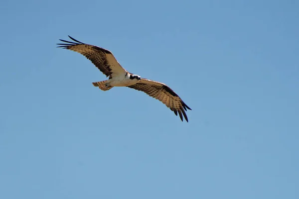 Gökyüzünde Uçan Güzel Bir Kuş — Stok fotoğraf