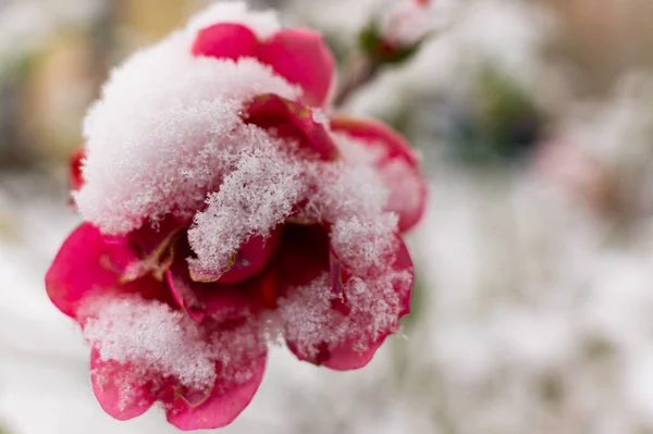 Rote Rose Schnee — Stockfoto