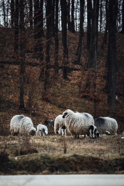 Ένα Κοπάδι Πρόβατα Στο Βοσκότοπο — Φωτογραφία Αρχείου