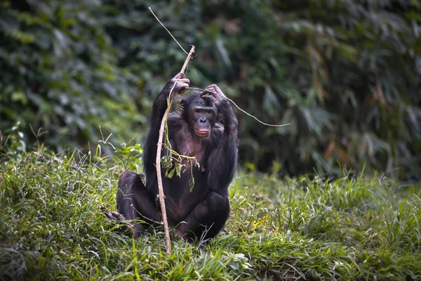 Retrato Blanco Negro Joven Gorila Asiático Bosque — Foto de Stock