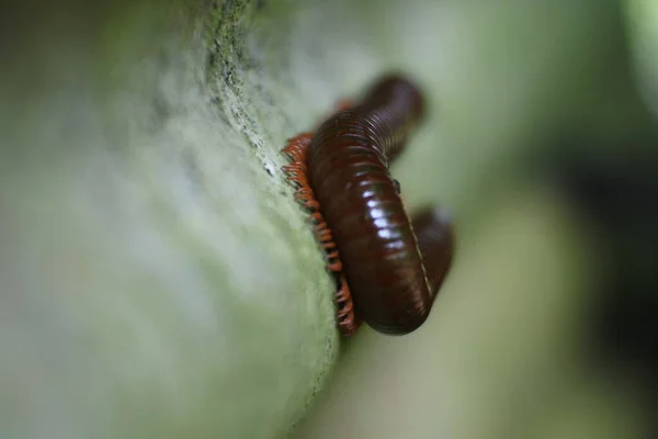 Close Van Insecten — Stockfoto