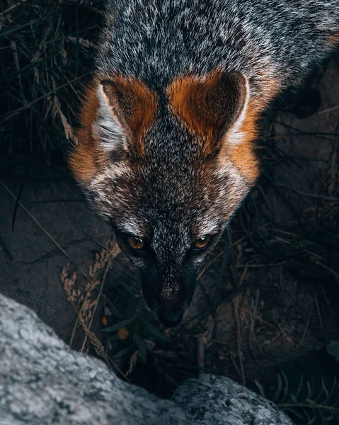 Een Close Shot Van Een Schattige Harige Kat — Stockfoto