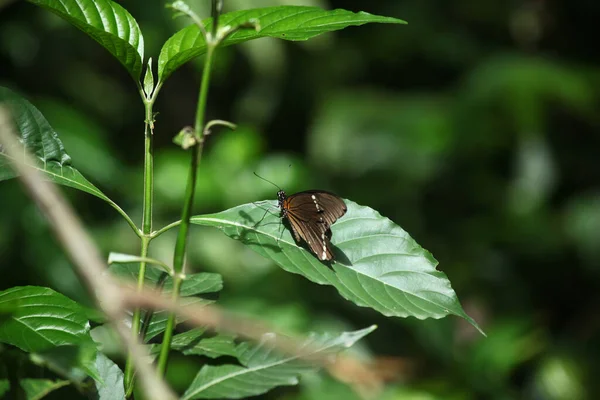 Primer Plano Una Hermosa Mariposa —  Fotos de Stock