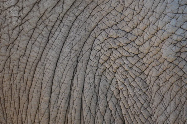 Close Large African Elphant — стоковое фото