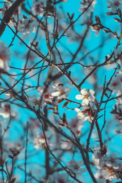 Gyönyörű Tavaszi Virágok Egy Fán — Stock Fotó