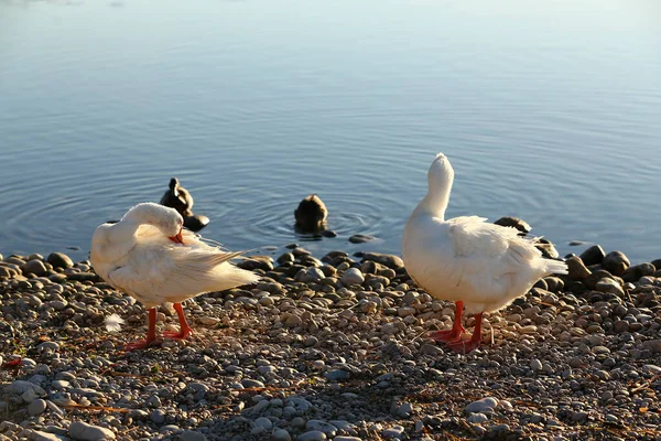 Weiße Gänse Auf Dem See — Stockfoto