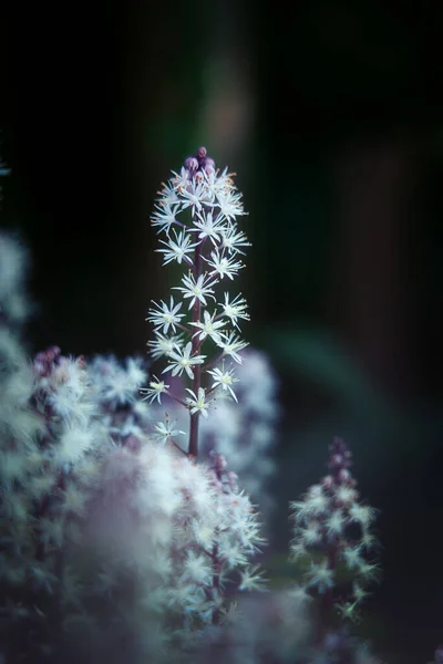 Bel Colpo Botanico Carta Parati Naturale — Foto Stock