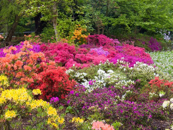 Hermosas Flores Que Crecen Jardín — Foto de Stock