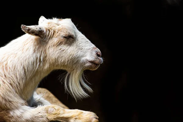 Gros Plan Une Chèvre Blanche Brune Photo De Stock