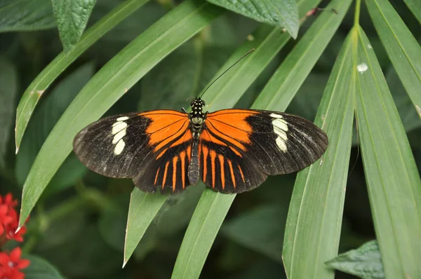 Borboleta Uma Flor — Fotografia de Stock