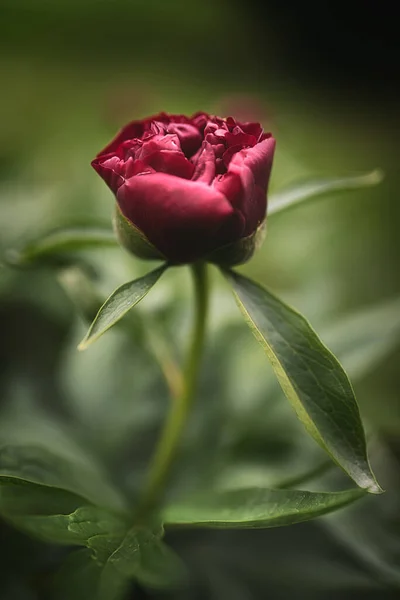 花园里长着美丽的花 — 图库照片